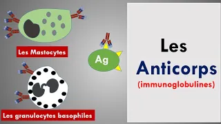 Les Anticorps ( Les Immunoglobulines)