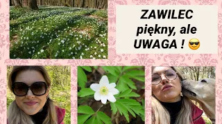 Zawilec gajowy. 🌼🌿 Truje czy leczy ? 🤔🌷