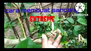 cara membuat bonsai sancang extreme split trunk || premna micropyla