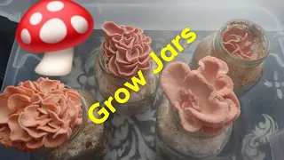 How To Grow Mushrooms in a Jar or Bottle, Pink Oyster Mushrooms