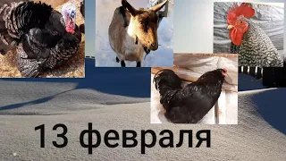 13 февраля!!! Хозяйство. Куры. Кого с кем куда??? Гриша старается никого не обидеть!!!