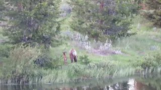 Calve elk hanging close to mom at shoreline zoom out copy 2