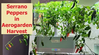 Grow Serrano Peppers in Aerogarden Harvest | Indoor Hydroponics Gardening