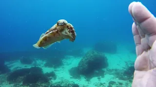 Small Friendly Cuttlefish