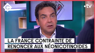 Néonicotinoïdes : la filière sucre en danger ? - L’édito de Patrick Cohen - C à vous - 24/01/2023