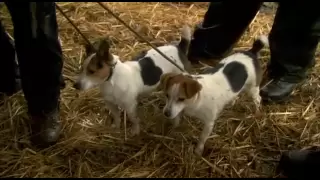 Jack Russels Hunting Rats