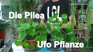 Pilea Peperomioides eine zauberhafte Zimmerpflanze auch Ufopflanze genannt im Film über Pflanzen