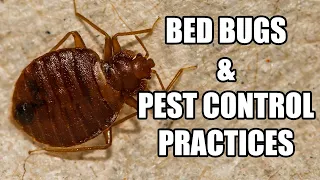 Bed Bugs & The Difference in Pest Control Companies