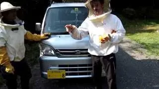 Мёд Japan. Ловля пчёл по вызову!