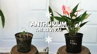 How to Save a Dying Anthurium