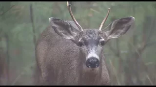 Winchester World of Whitetail S4E8 Vancouver Island Blacktail