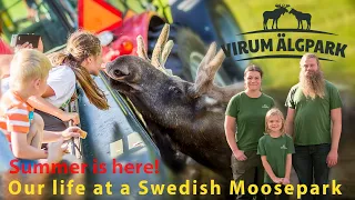 See how orphaned Moose Odin is doing..and much more!