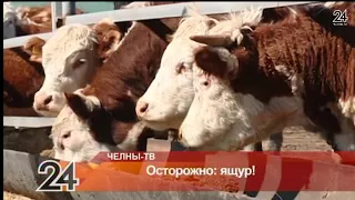 Осторожно: ящур!