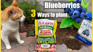 Plant BLUEBERRIES with Dr Earth's Acid loving Soil Mix Fertilizer & PH adjuster