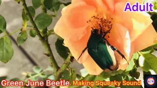 Green June Beetle Larva and Adult Making Squeaky Sounds