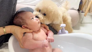 My dog's reaction to seeing a drowning baby was amazing