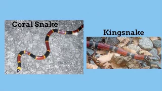 Examples of animal mimicry