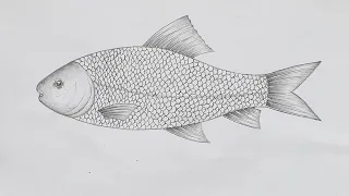 How to draw a fish easily step by step / How to draw Labeo Rohita for biology exam