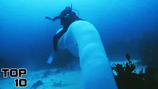 Top 10 Giant Creatures Caught On Camera