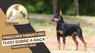 Pinscher Miniatura, tudo sobre a raça | Cinofilia Digital