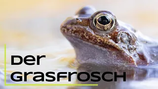 Der Grasfrosch - Steckbrief