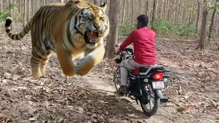 TIGER 🐯 ATTACK  IN THE FOREST...jungle mein TIGER ka attack .... TIGER 🐯 attack...🤔💗