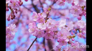 "Японский сад" (музыка для видео-монтажа)