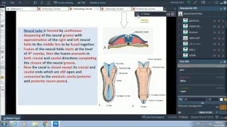 3rd week of pregnancy - nurulation - Dr.Ahmed Farid