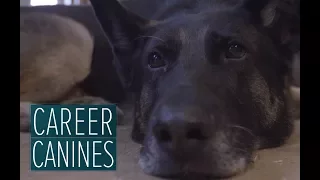 Wounded warrior dog helps Army sergeant return home from Afghanistan - 'Career Canines' S1 E1