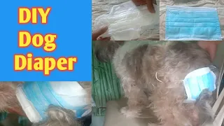 DIY DOG DIAPER FOR FEMALE DOG