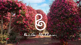 Beautiful Piano Songs like Fully Bloomed Camellia #jeju