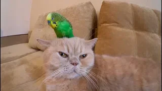 Дружелюбный кот Марсик и попугай Кеша. Мимимишность зашкаливает!