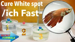 How to Quickly Treat ICH / Clamped fins / White Spot in your fish