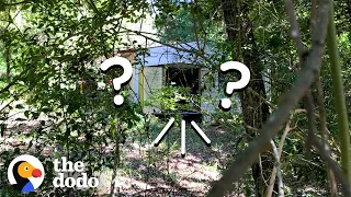 Woman Hears Tiniest Cries Coming From A Shed | The Dodo