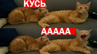 Коты жгут.И смех и слезы.