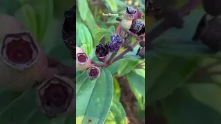 Secret fruit in Amazon rainforest