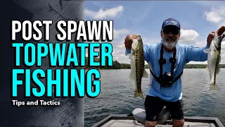 Post Spawn Topwater Fishing #lakelanierfishing2024 #bassfishing