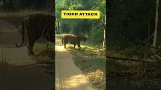 Tiger Attack at Bandhavgarh National park #shorts