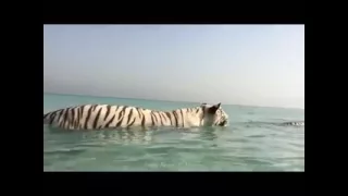 White Tiger Playing in the Sea