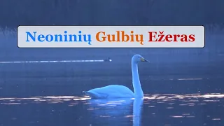 Neoninių Gulbių Ežeras - Gabrielius Ser