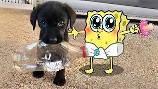 Funny Animals Videos 2023 😂-Funniest Cats And Dogs Videos 😸😍#189 #shorts #funny #trending #shorts