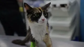 Перелом лапы у кошки