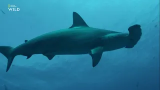 Как бронзовой акуле-молот (Sphyrna lewini) помогает её необычное строение головы ?