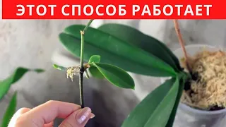 ПРОСТОЙ и РАБОЧИЙ способ РАЗМНОЖЕНИЯ ОРХИДЕЙ