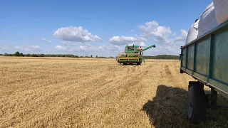 wheat harvest  with volvo BM s830. уборка пшеницы. kviečių kūlimas.