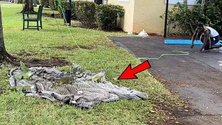 Day 60 Florida Iguanas Go Bananas for Bananas! Trapping Giant Iguanas With Homemade Net Trap!