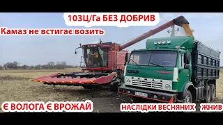 ❗❗Кейс 2388 103ц👀 БЕЗ ДОБРИВ ВОЛОГА 15.1%🔥 Весняні жнива кукурудзи КВС 2370🌽 ЗАВЕРШЕНО 💯