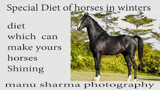 Diet for horses in winters
