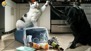 🐕 Viva the mess! 😺 Funny video with dogs, cats and kittens! 😸