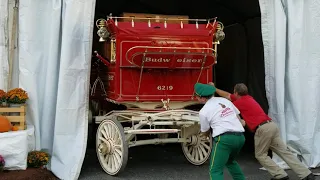 The Big E Budweiser Clydesdales.